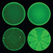 MIT image showing Halicin